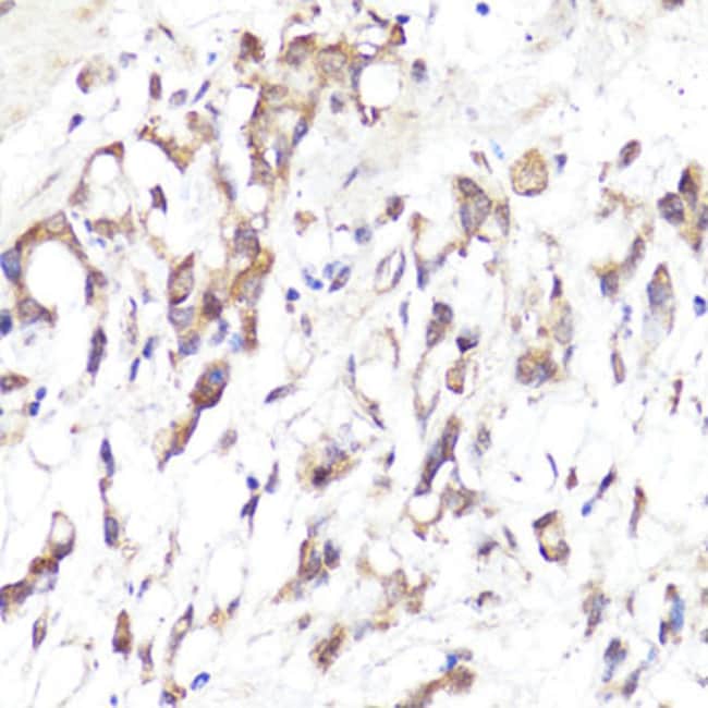 100UL CD62L ANTIBODY 100 ul