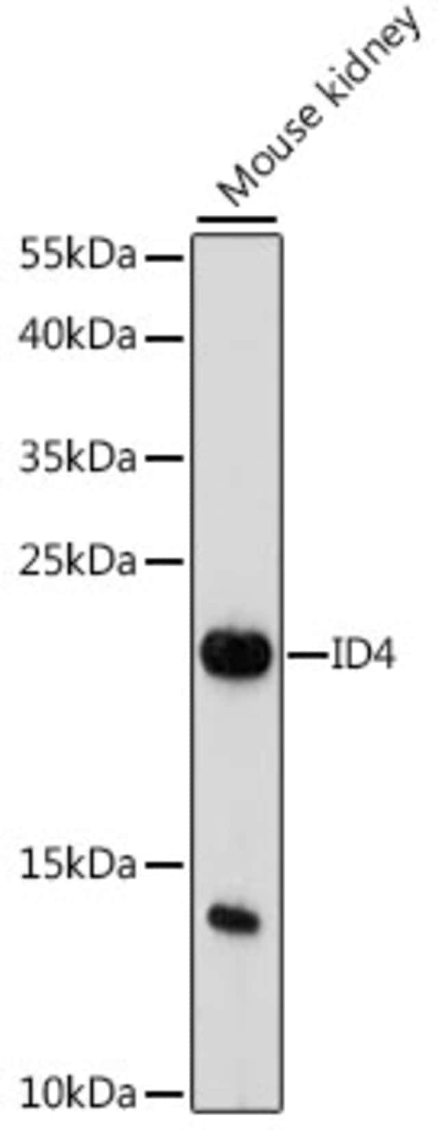 100UL ID4 ANTIBODY 100 ul