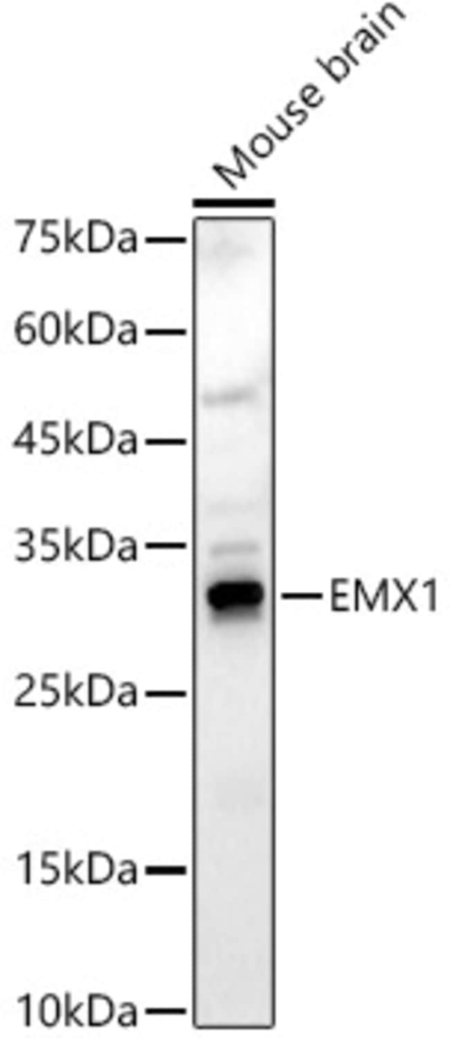 100UL EMX1 ANTIBODY 100 ul