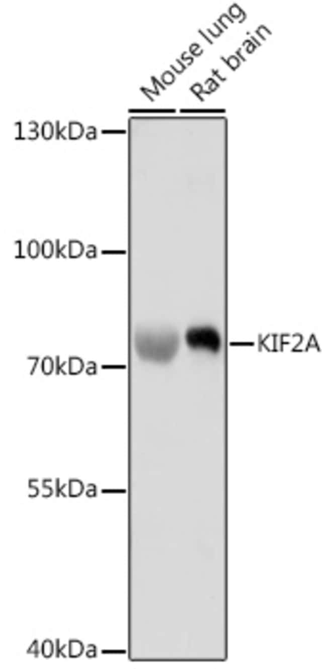 100UL KIF2A ANTIBODY 100 ul