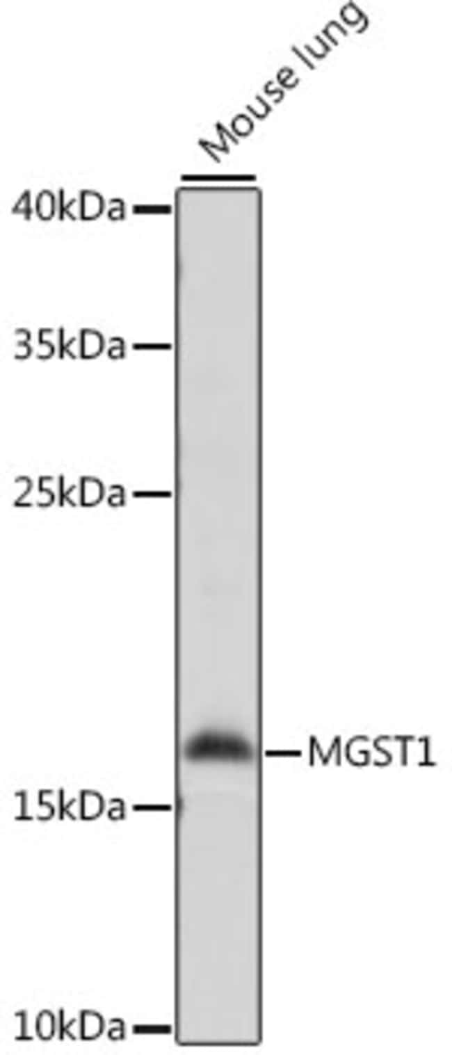 100UL MGST1 ANTIBODY 100 ul