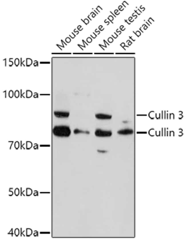 100UL CULLIN 3 ANTIBODY 100 ul