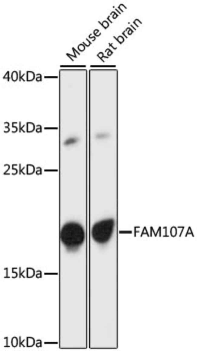100UL FAM107A ANTIBODY 100 ul