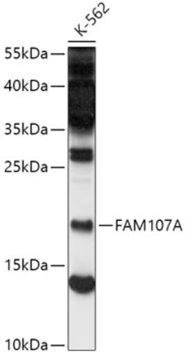 100UL FAM107A ANTIBODY 100 ul