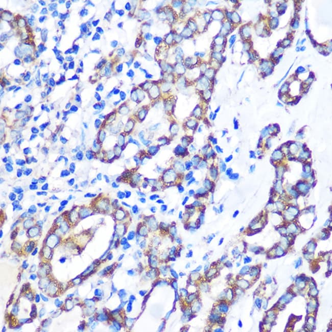 100UL MST4 ANTIBODY 100 ul