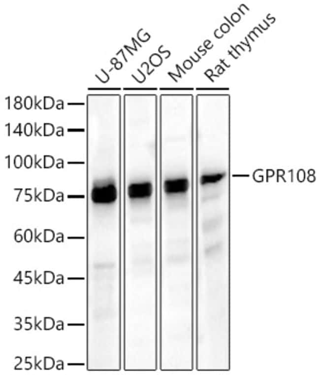 100UL GPR108 ANTIBODY 100 ul