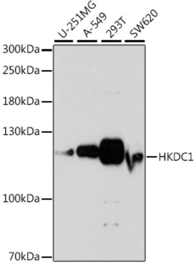 100UL HKDC1 ANTIBODY 100 ul