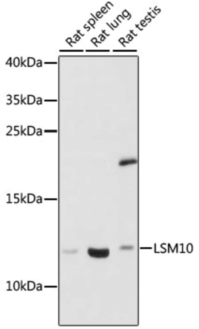 100UL LSM10 ANTIBODY 100 ul
