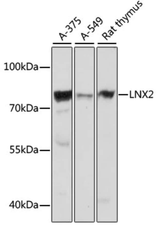 100UL LNX2 ANTIBODY 100 ul