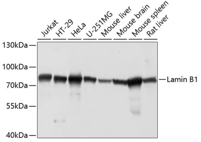 100UL LAMIN B1 ANTIBODY 100 ul