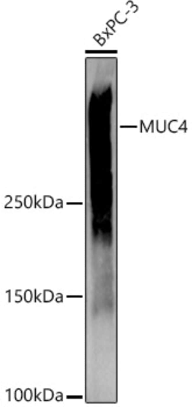 100UL MUC4 ANTIBODY 100 ul