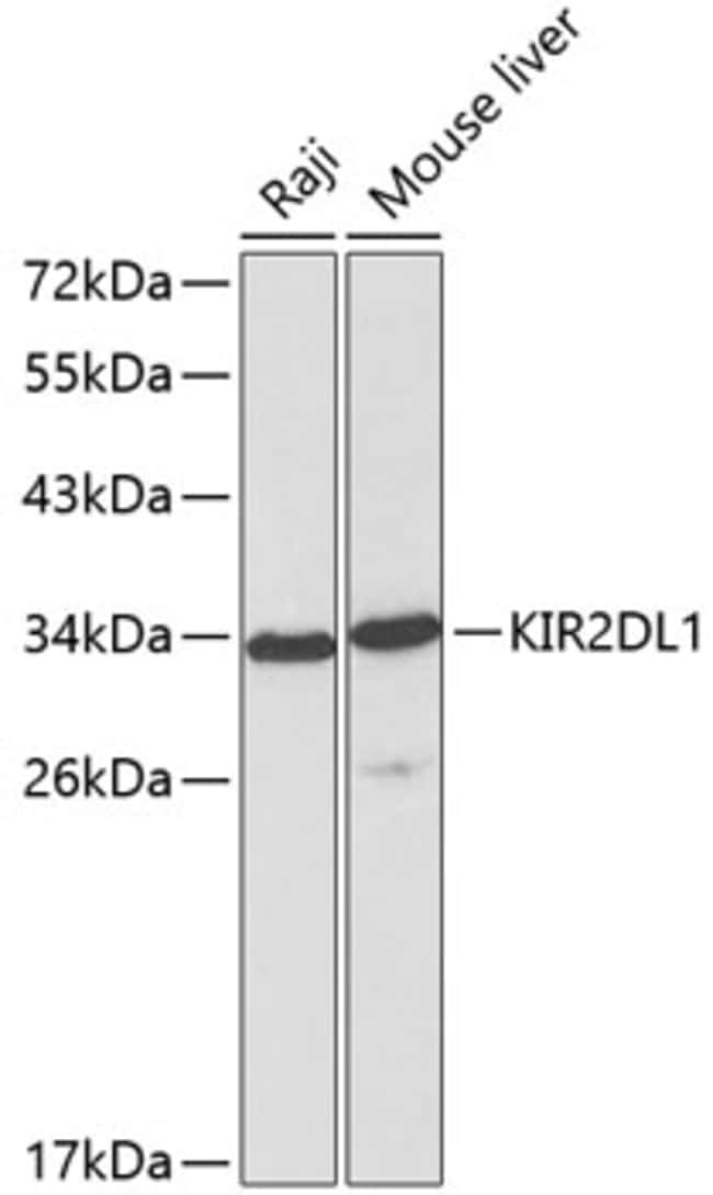 100UL KIR2DL1 ANTIBODY 100 ul