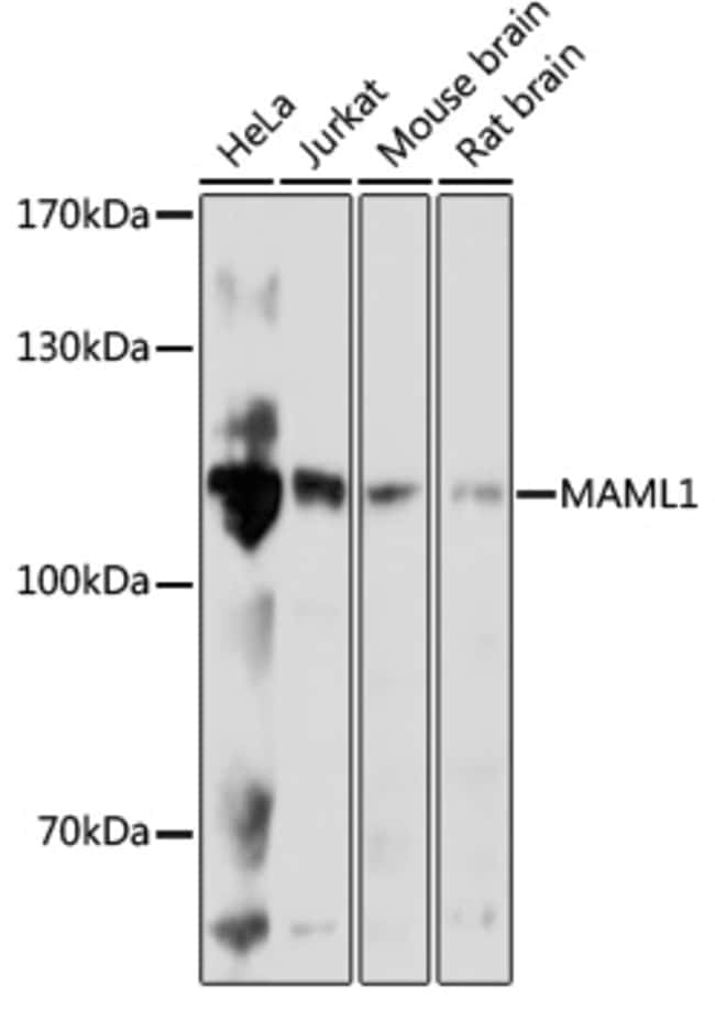 100UL MAML1 ANTIBODY 100 ul