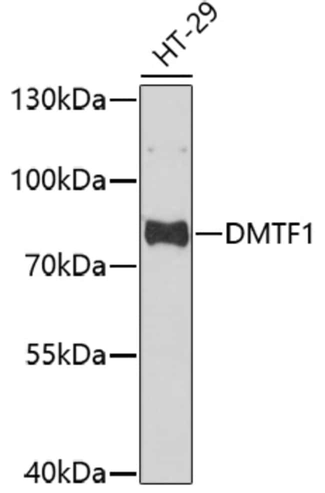 100UL DMTF1 ANTIBODY 100 ul