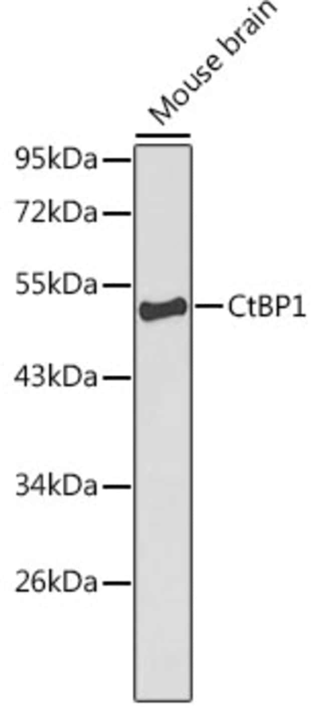 100UL CTBP1 ANTIBODY 100 ul