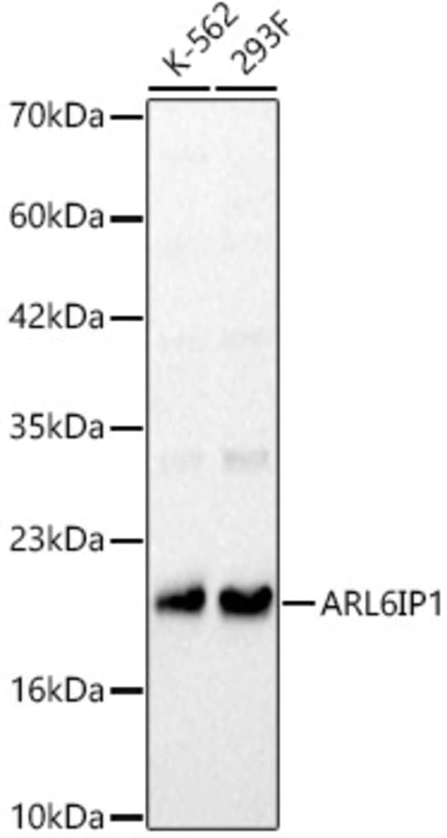 100UL ARMER ANTIBODY 100 ul