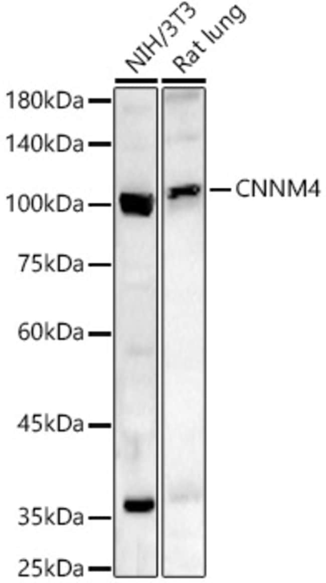 100UL CNNM4 ANTIBODY 100 ul