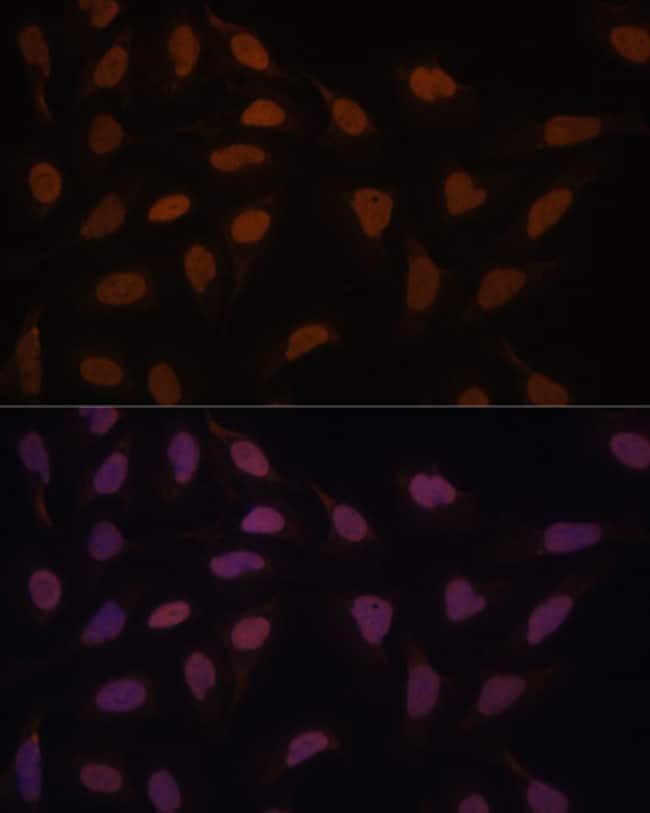 100UL FCF1 ANTIBODY 100 ul