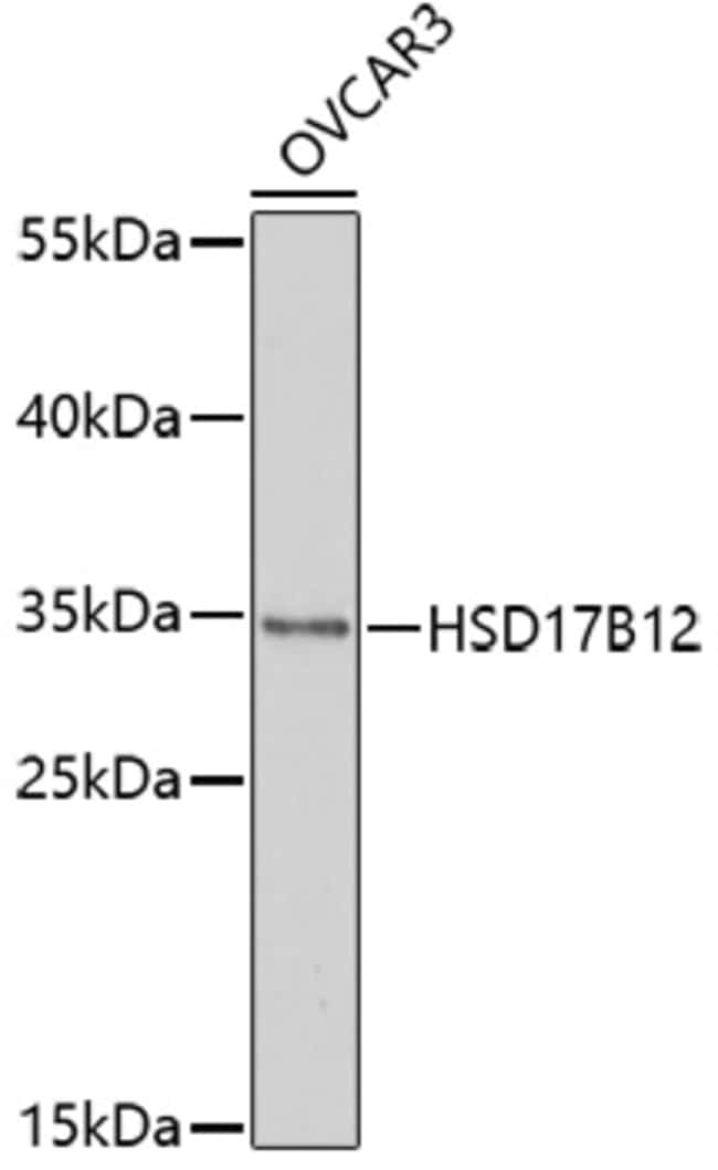 100UL HSD17B12 ANTIBODY 100 ul