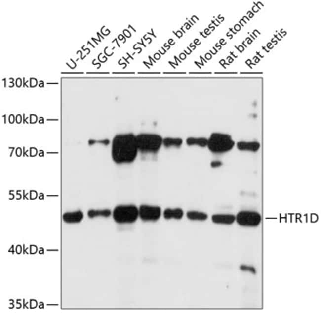 100UL HTR1D ANTIBODY 100 ul