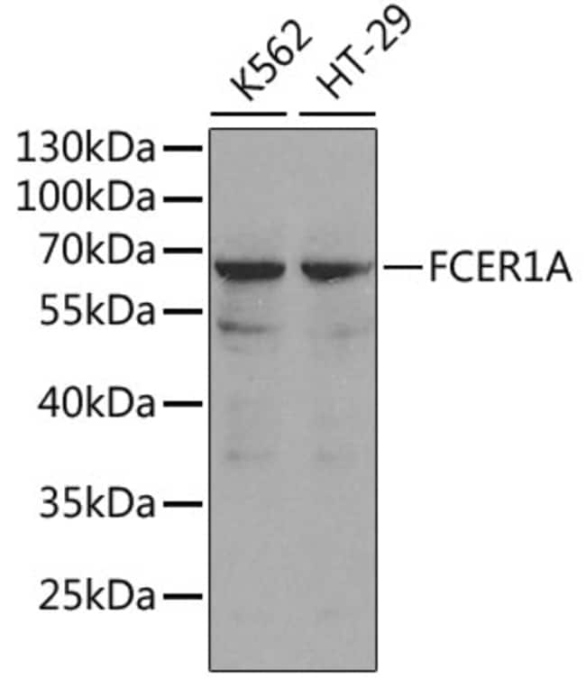 100UL FCER1 ALPHA ANTIBODY 100 ul