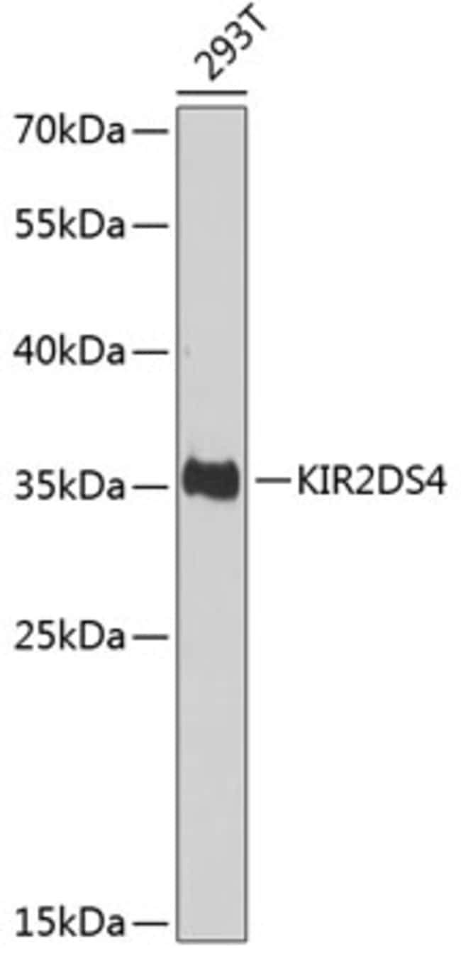 100UL KIR2DS4 ANTIBODY 100 ul