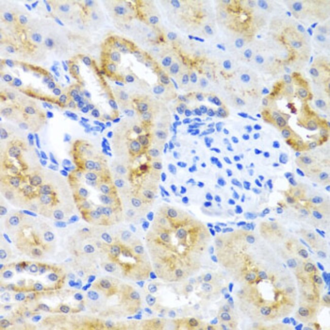 100UL MOK ANTIBODY 100 ul