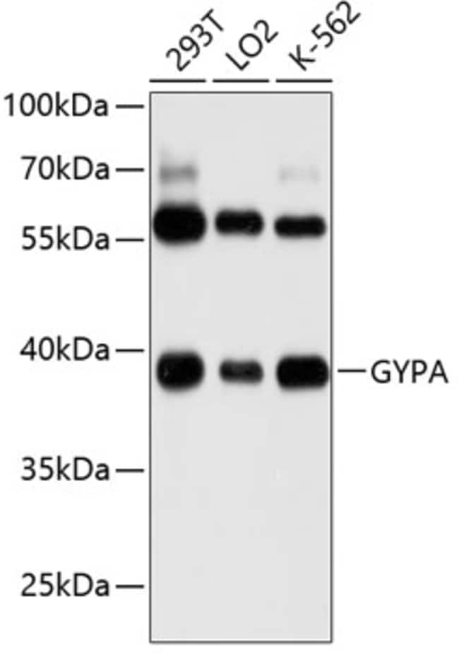 100UL CD235A ANTIBODY 100 ul