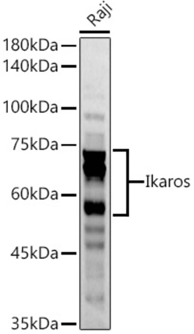 100UL IKAROS ANTIBODY 100 ul