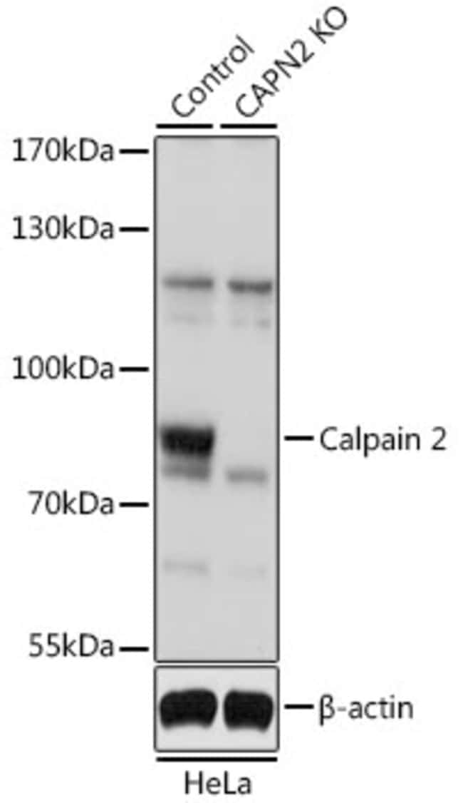 100UL CALPAIN 2 ANTIBODY 100 ul