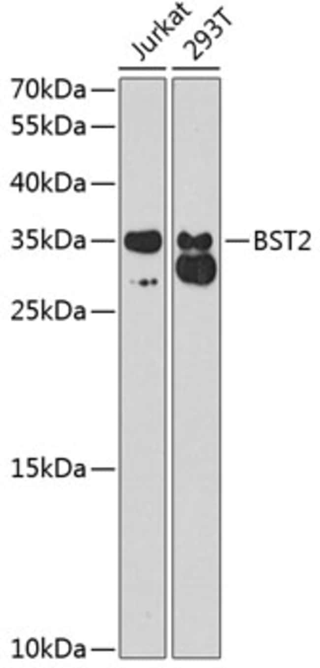100UL BST-2 ANTIBODY 100 ul