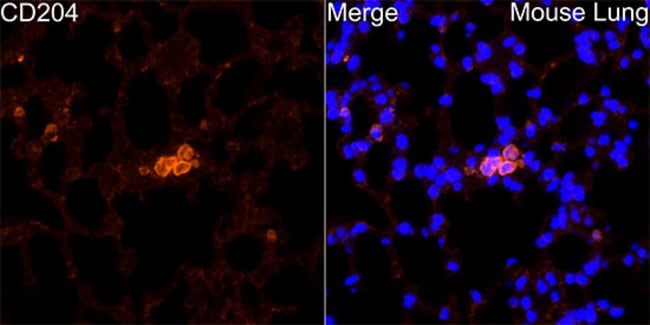100UL CD204 ANTIBODY 100 ul