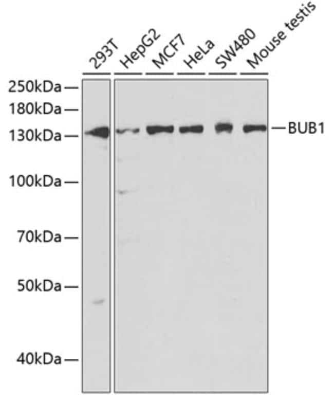 100UL BUB1 ANTIBODY 100 ul