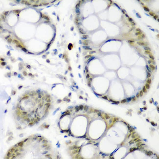 100UL CDC27 ANTIBODY 100 ul