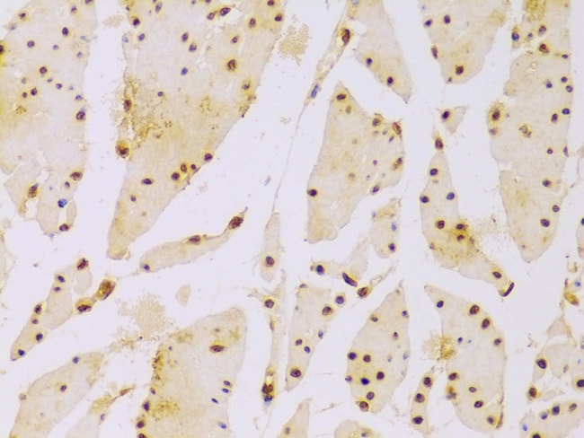 100UL HIST2H2BE ANTIBODY 100 ul