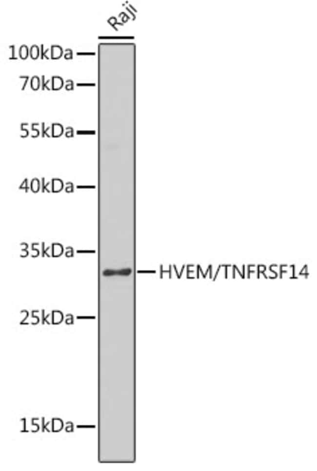 100UL CD270 (HVEM) ANTIBODY 100 ul