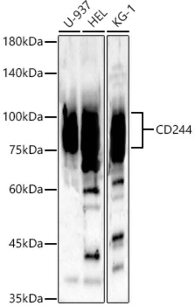 100UL CD244 ANTIBODY 100 ul