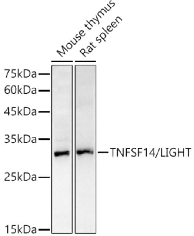 100UL LIGHT ANTIBODY 100 ul