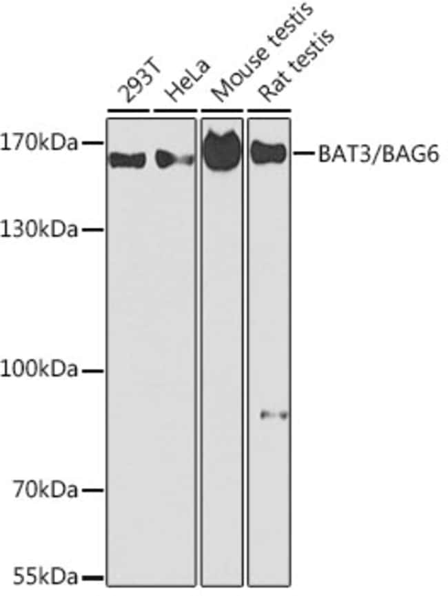 100UL BAG6 ANTIBODY 100 ul