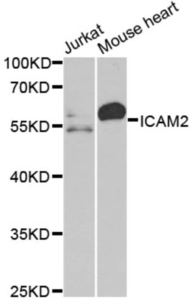 100UL ICAM-2 ANTIBODY 100 ul