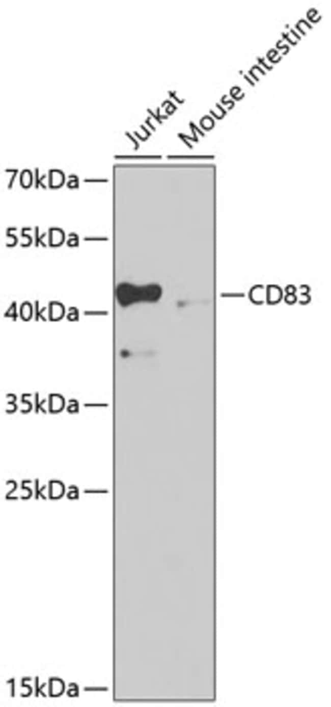 100UL CD83 ANTIBODY 100 ul