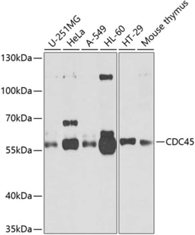 100UL CDC45L ANTIBODY 100 ul