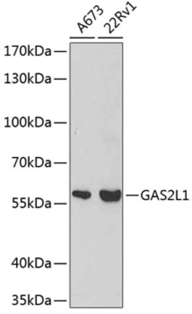 100UL GAS2L1 ANTIBODY 100 ul