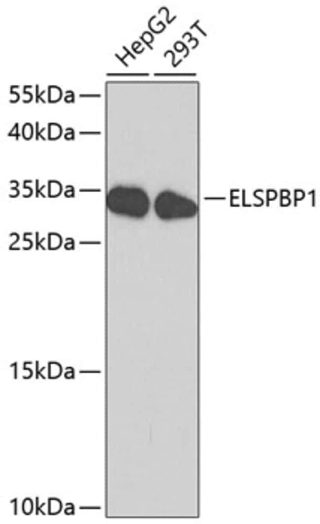 100UL ELSPBP1 ANTIBODY 100 ul