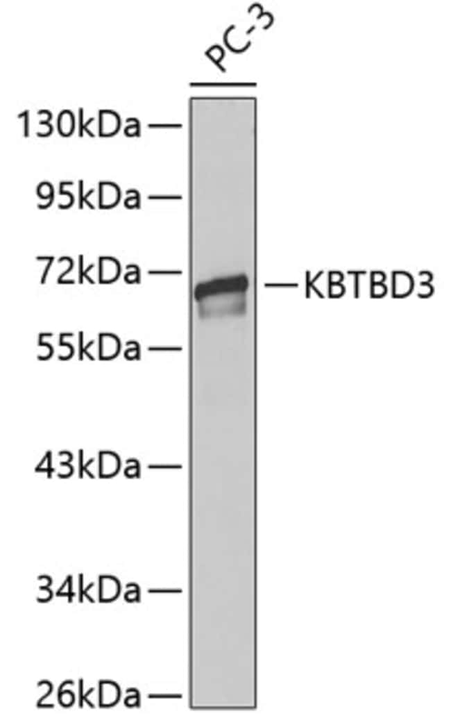 100UL KBTBD3 ANTIBODY 100 ul