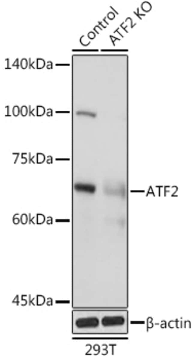 100UL ATF ANTIBODY 100 ul