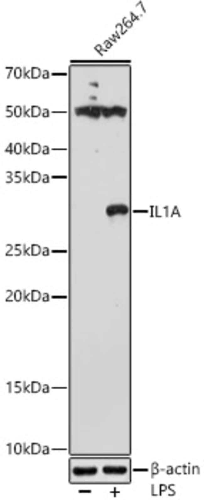 100UL IL-1 ALPHA ANTIBODY 100 ul