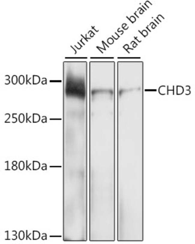 100UL CHD3 ANTIBODY 100 ul