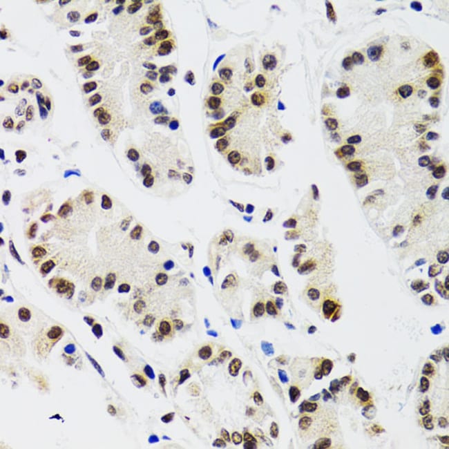 100UL EDF1 ANTIBODY 100 ul