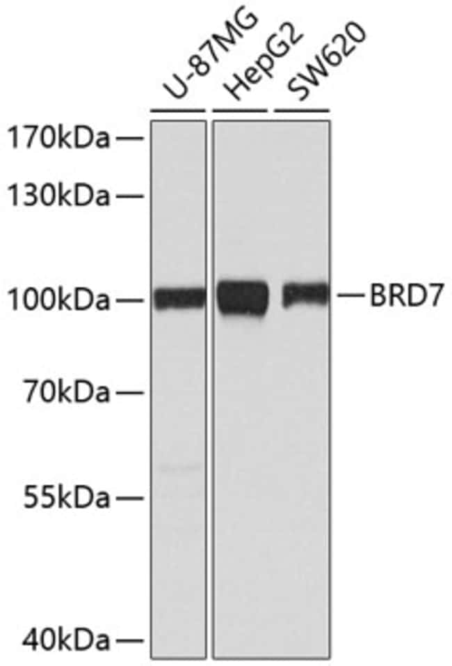 100UL BRD7 ANTIBODY 100 ul